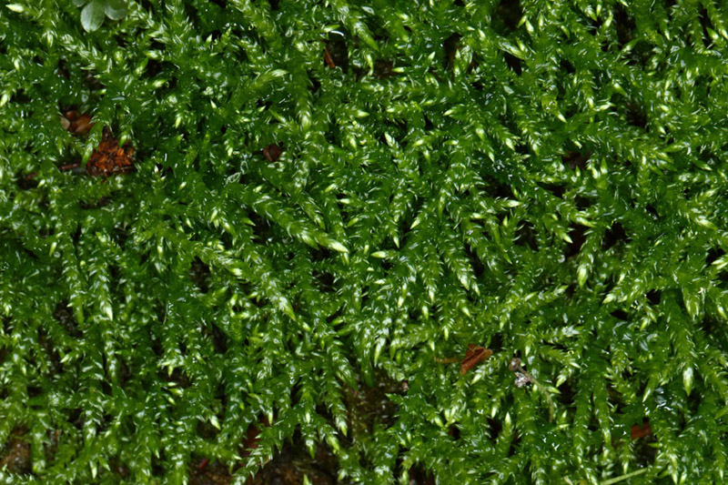 Rhynchostegium aquaticum
